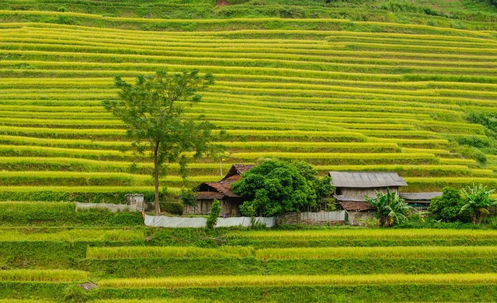 Mùa vàng Hoàng Su Phì – Nét đẹp bình yên giữa chốn cao nguyên