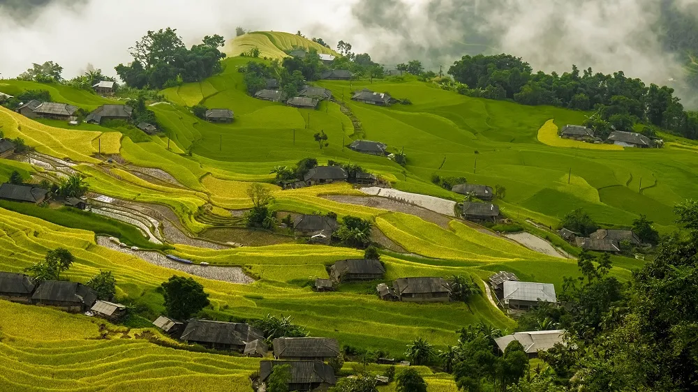 Mùa vàng Hoàng Su Phì – Nét đẹp bình yên giữa chốn cao nguyên