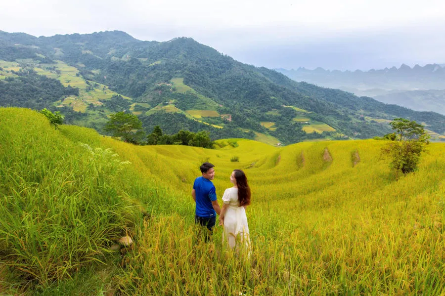 Mùa vàng Khuổi My tựa như tranh vẽ trên cao nguyên đá Hà Giang