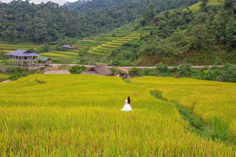 Mùa vàng Khuổi My tựa như tranh vẽ trên cao nguyên đá Hà Giang