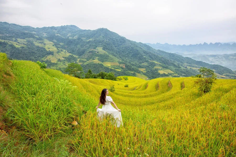 Mùa vàng Khuổi My tựa như tranh vẽ trên cao nguyên đá Hà Giang