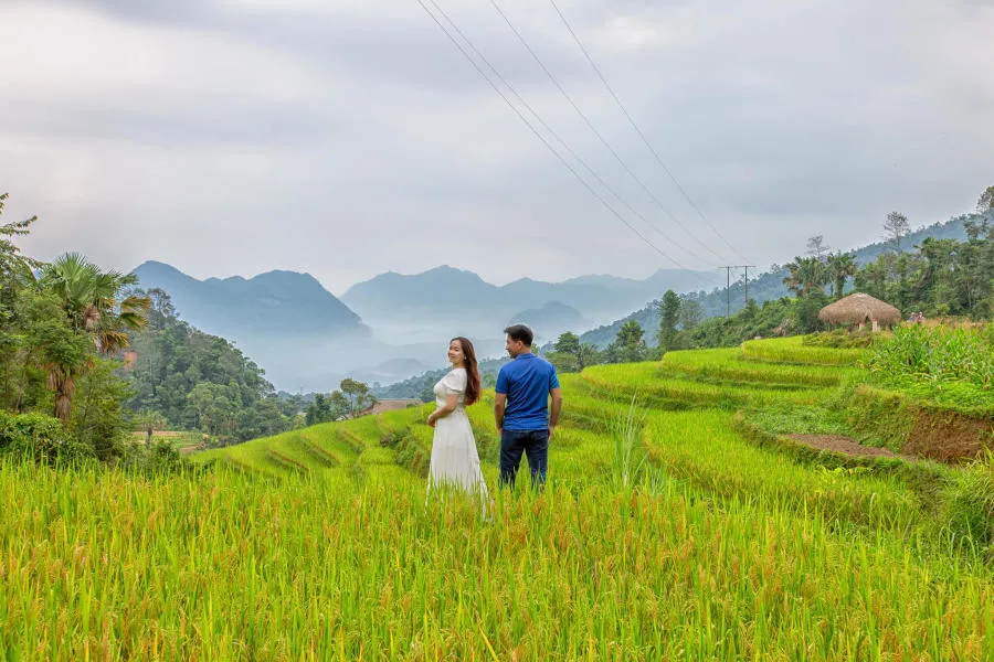 Mùa vàng Khuổi My tựa như tranh vẽ trên cao nguyên đá Hà Giang