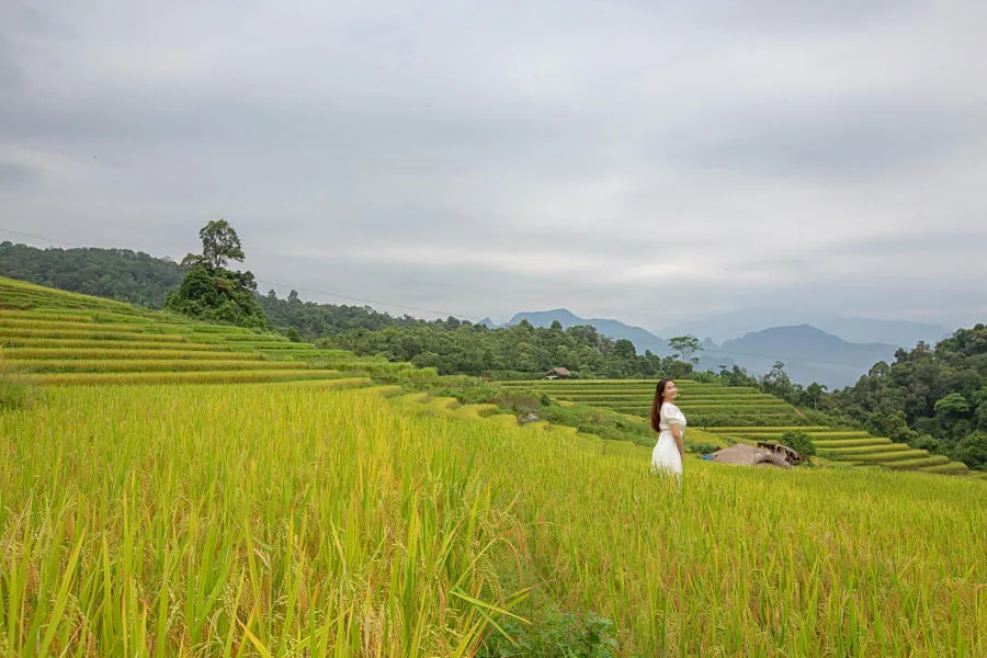 Mùa vàng Khuổi My tựa như tranh vẽ trên cao nguyên đá Hà Giang