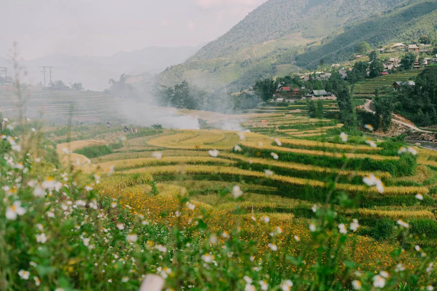 Mùa vàng trên Bản Tả Van dịu dàng trong đôi mắt của lữ khách bốn phương