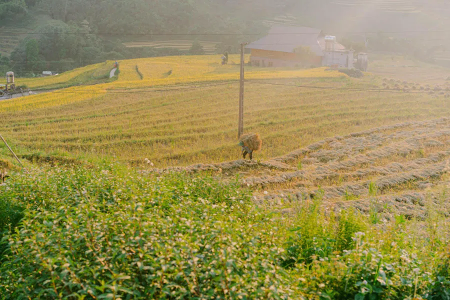 Mùa vàng trên Bản Tả Van dịu dàng trong đôi mắt của lữ khách bốn phương