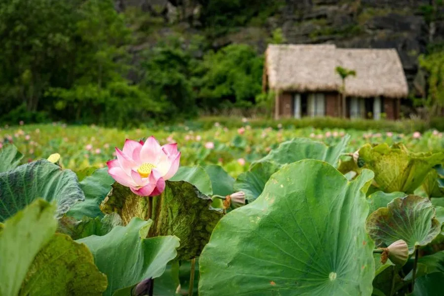 Mường Village Ninh Bình, nơi làng quê thơ mộng giữa trung tâm thành phố