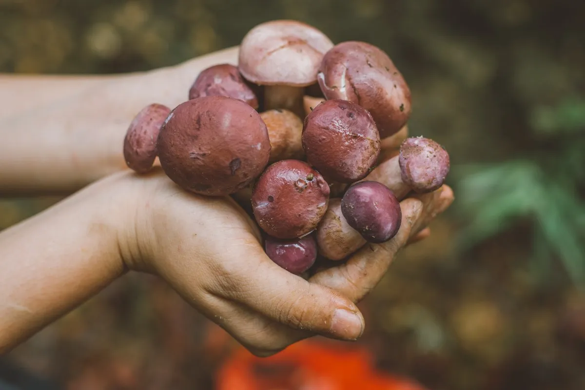 Nấm tràm Quảng Bình, thức quà khó quên những ngày mưa