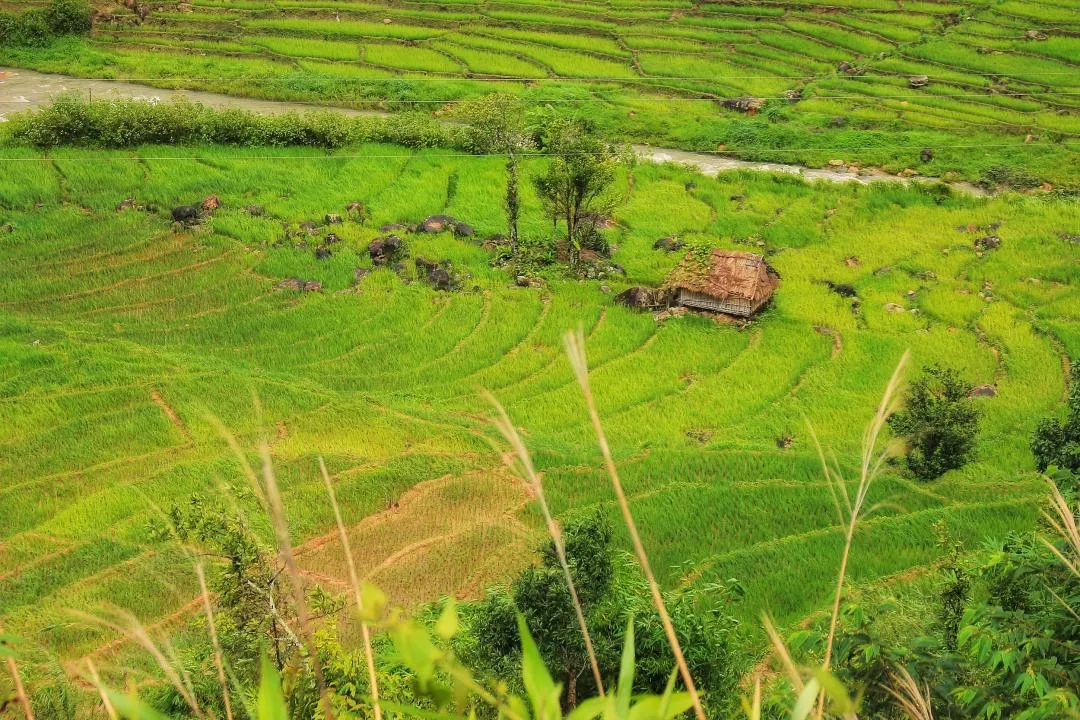 Ngắm mùa lúa chín trên núi Ngọc Linh Kon Tum đẹp mê hồn người