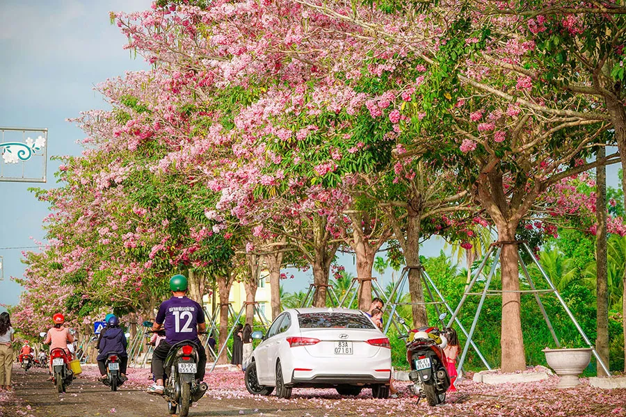 Ngẩn ngơ đường hoa kèn hồng Sóc Trăng với vẻ đẹp tựa tiên cảnh