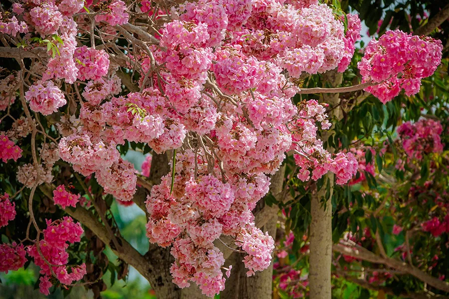 Ngẩn ngơ đường hoa kèn hồng Sóc Trăng với vẻ đẹp tựa tiên cảnh