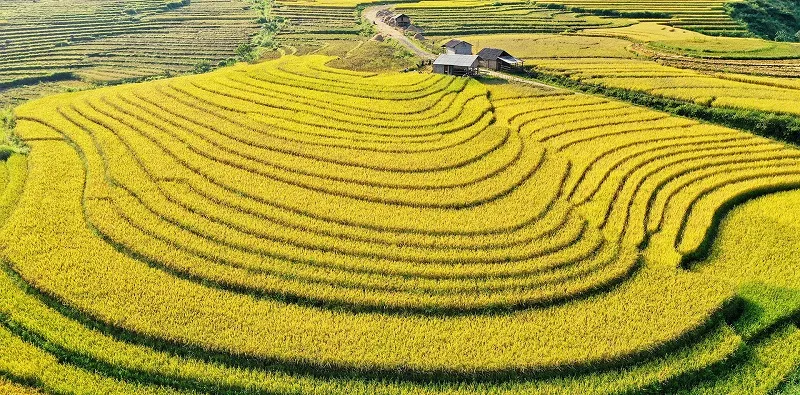 Ngất ngây mùa lúa chín vàng trổ đòng ở miền Bắc