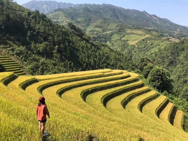 Ngất ngây mùa lúa chín vàng trổ đòng ở miền Bắc