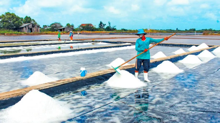 Nghề muối Tân Thuận mang tinh hoa biển khơi đến với đời sống thường nhật