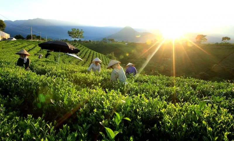 Ngỡ ngàng vẻ đẹp xanh mướt nơi Đồi chè Tân Cương