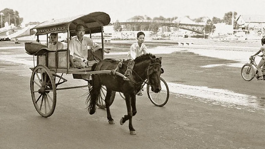 Ngồi xe ngựa khám phá Bến Tre, sao lại không tín đồ du lịch ơi