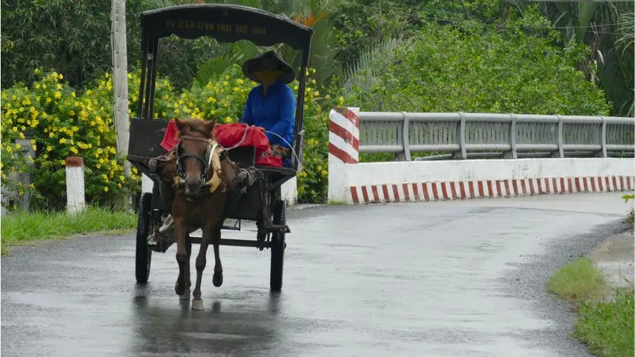 Ngồi xe ngựa khám phá Bến Tre, sao lại không tín đồ du lịch ơi