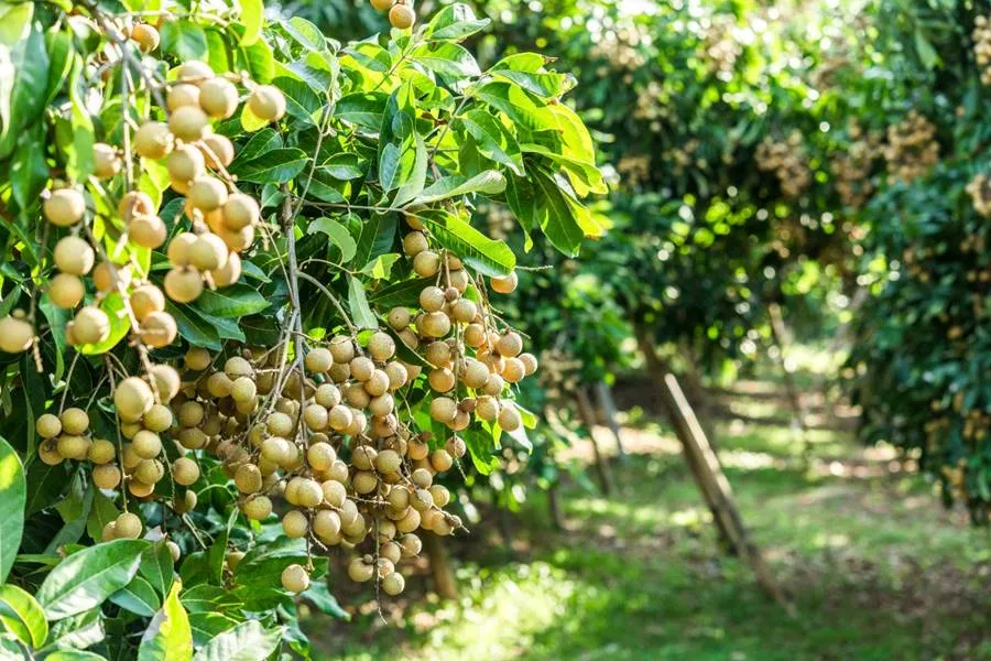 Nhãn xuồng cơm vàng Vĩnh Châu, vị ngọt ngào nhớ mãi không quên