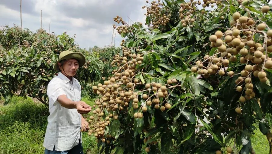 Nhãn xuồng cơm vàng Vĩnh Châu, vị ngọt ngào nhớ mãi không quên