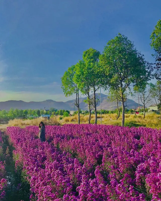 Nhẹ nhàng một vùng trời tím mộng mơ với sắc màu của vườn hoa thạch thảo Vũng Tàu