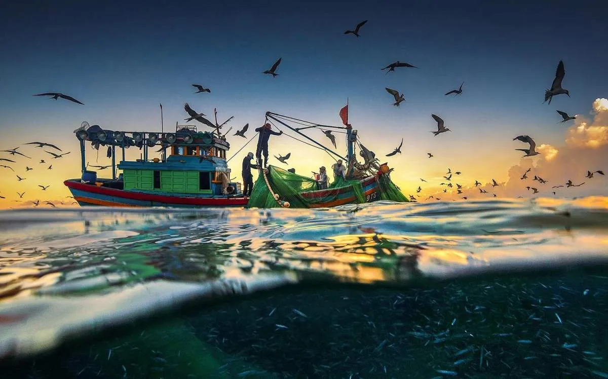 Những thước phim ngây ngất lòng người của mùa cá cơm Phú Yên