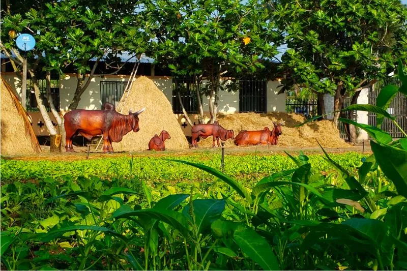 Nông trại Hải Vân Sân chim Vàm Hồ, tọa độ du lịch cực hot