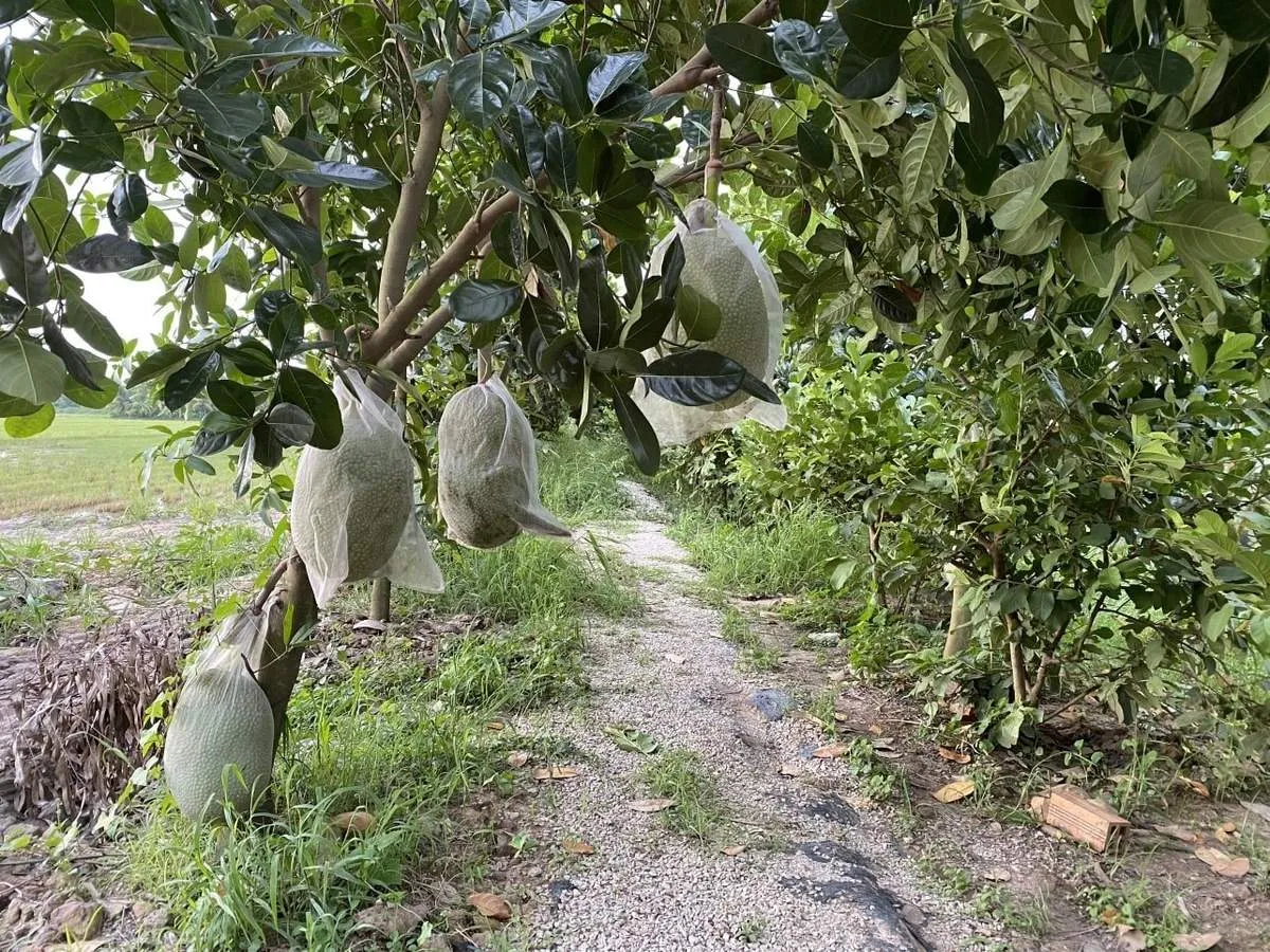 Nông trại Phan Nam, khu vườn xanh bát ngát giữa lòng An Giang