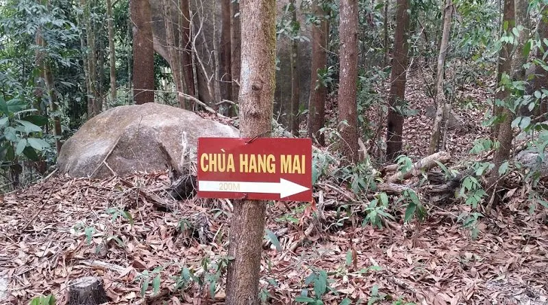 Núi Dinh Vũng Tàu: Điểm đến siêu ngầu cho lần đầu trekking