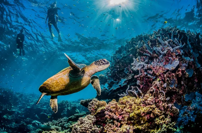 Rạn san hô Great Barrier, tạo tác ngoài khơi xa Queensland