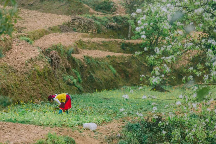 Review Hà Giang, khám phá bức tranh đời thường nơi cao nguyên đá bình yên