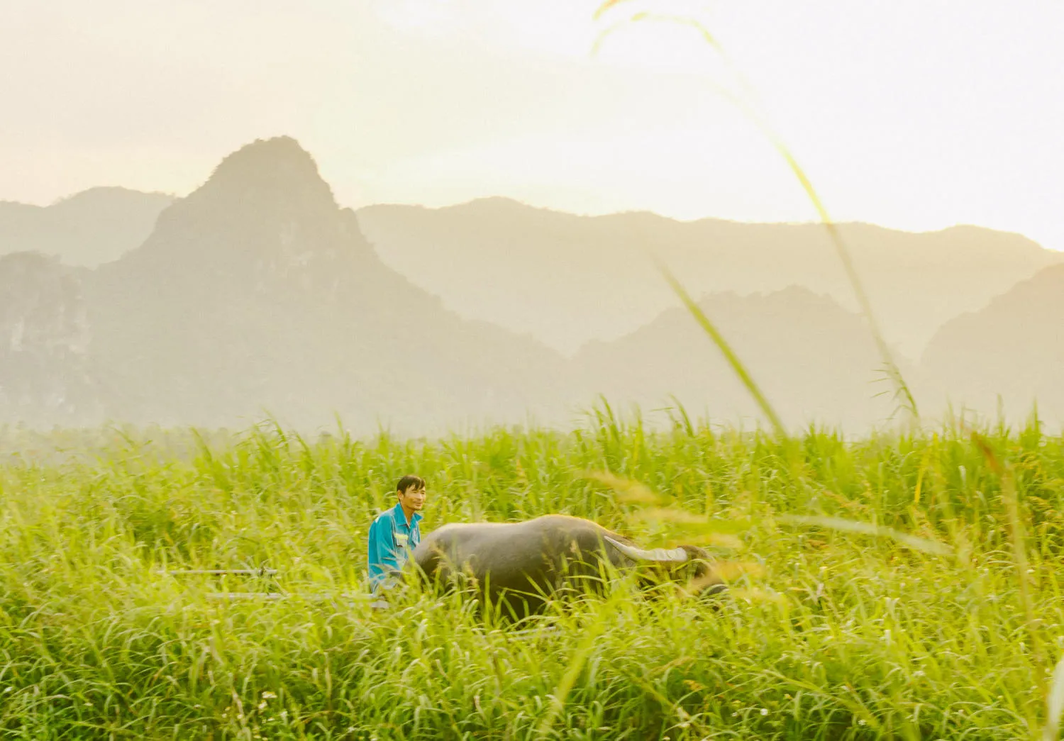 Review làng quê Quảng Bình đẹp dịu dàng mùa cỏ lau