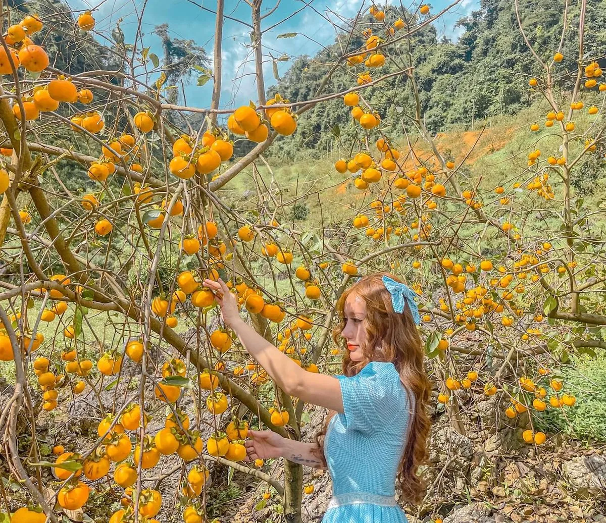 Review Mộc Châu mùa hồng chín – Thiên đường sống ảo mới ở Tây Bắc