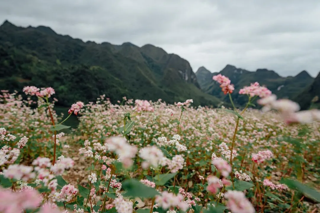 Review mùa hoa tam giác mạch Hà Giang qua thước phim của Quang Vinh – Yến Trang