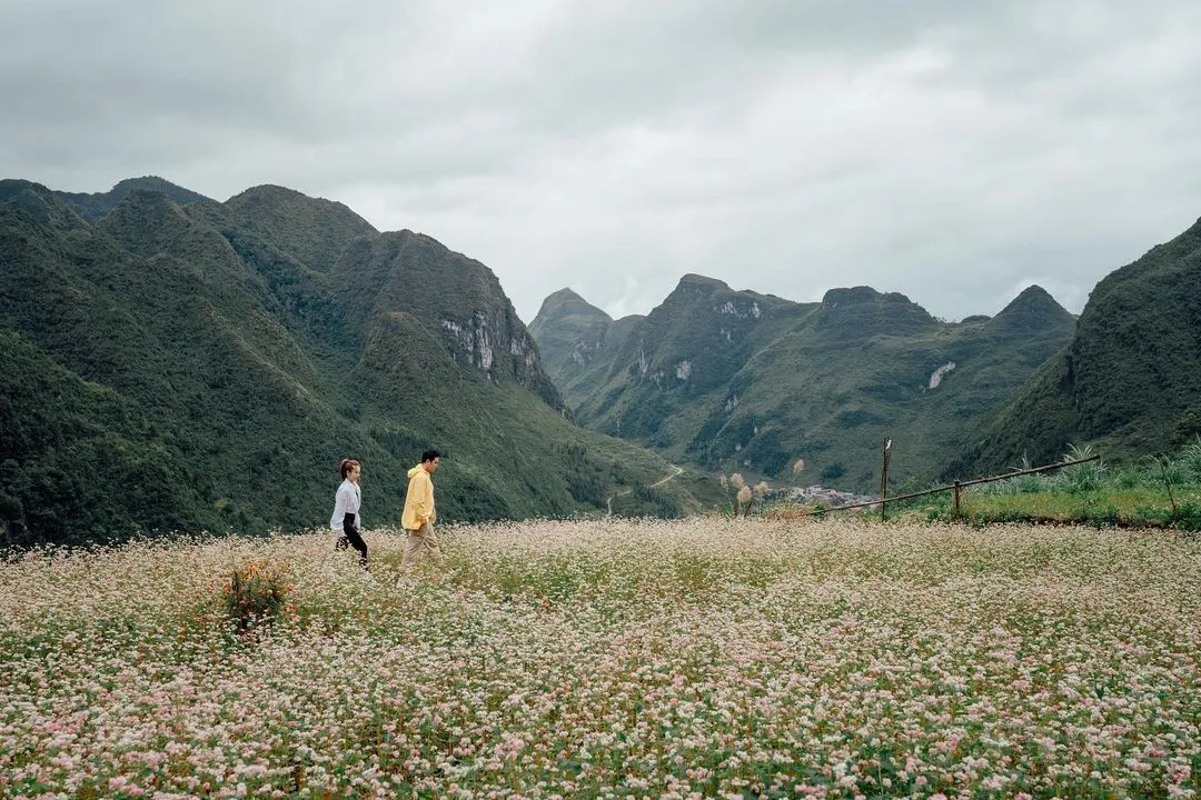 Review mùa hoa tam giác mạch Hà Giang qua thước phim của Quang Vinh – Yến Trang