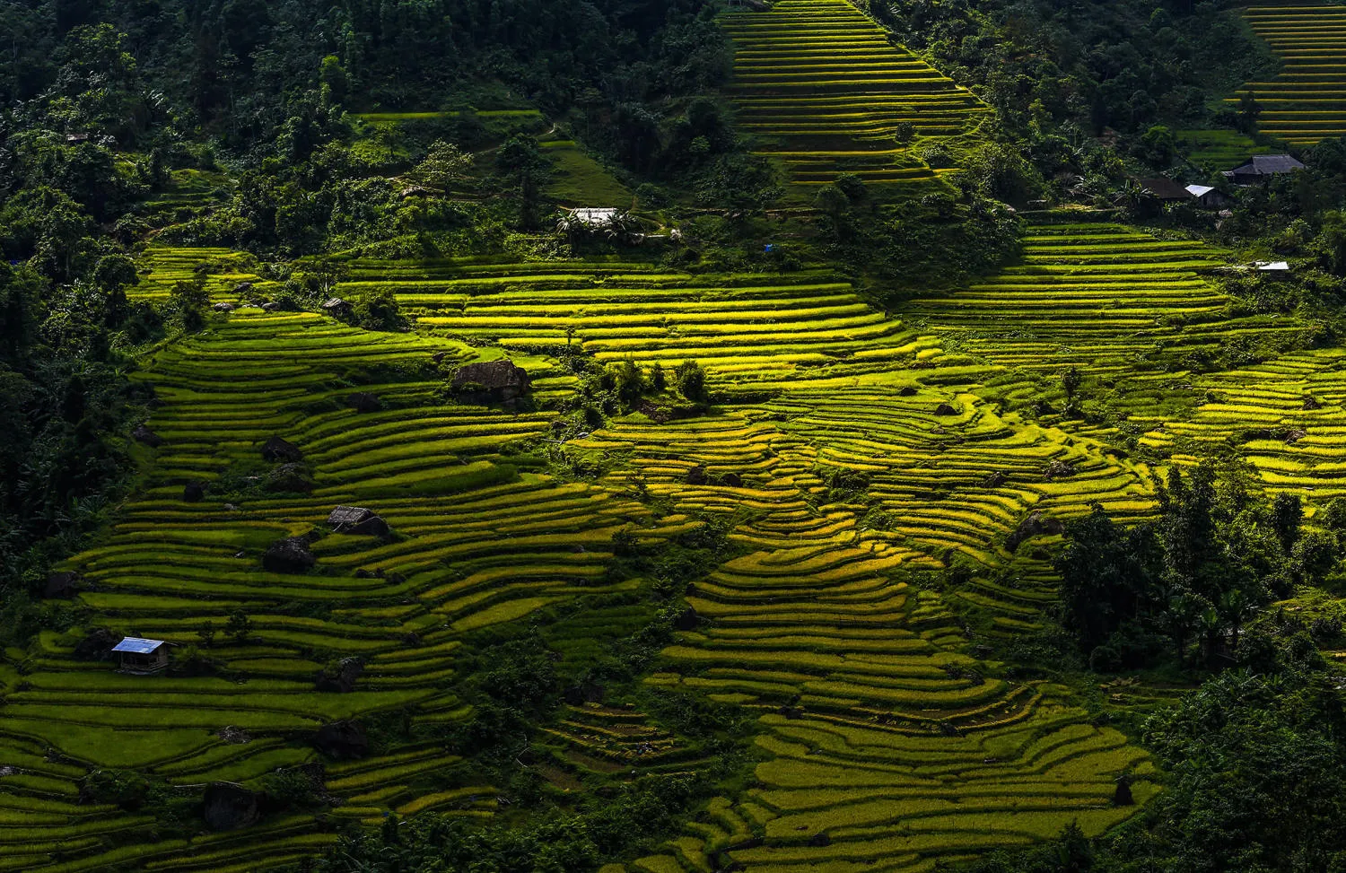 Review mùa vàng Hà Giang đẹp ngỡ ngàng tựa tranh vẽ