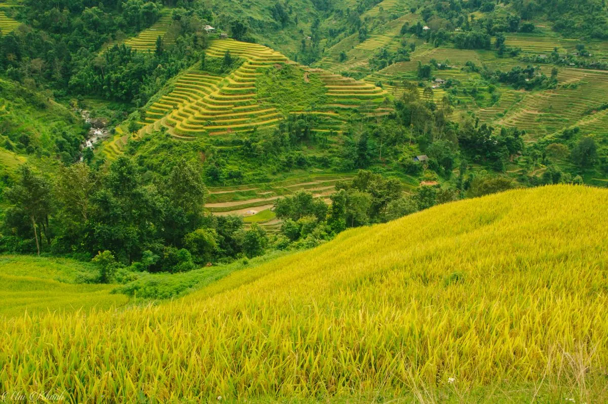 Review Tả Sử Choóng – Hoàng Su Phì mùa lúa chín vàng