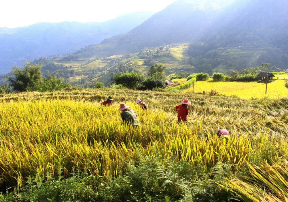 Review Tả Sử Choóng – Hoàng Su Phì mùa lúa chín vàng