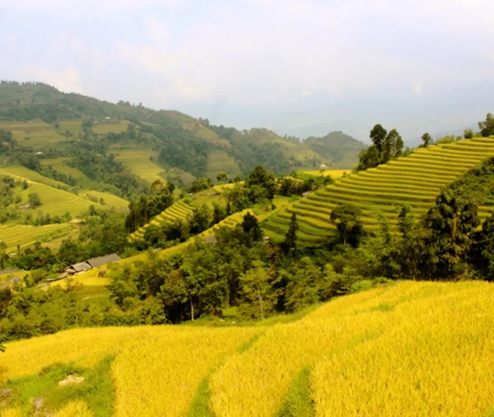 Review Tả Sử Choóng – Hoàng Su Phì mùa lúa chín vàng