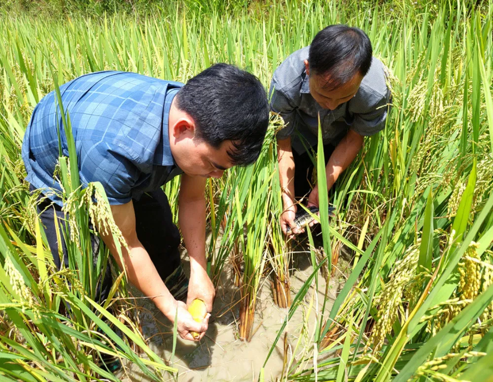 Review Tả Sử Choóng – Hoàng Su Phì mùa lúa chín vàng