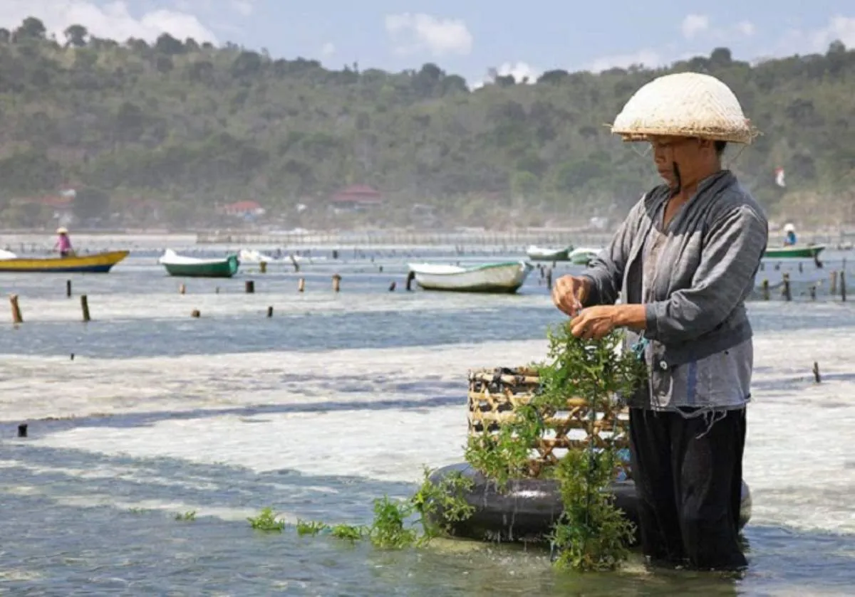 Rong sụn Ninh Thuận, món quà quý giá từ biển cả