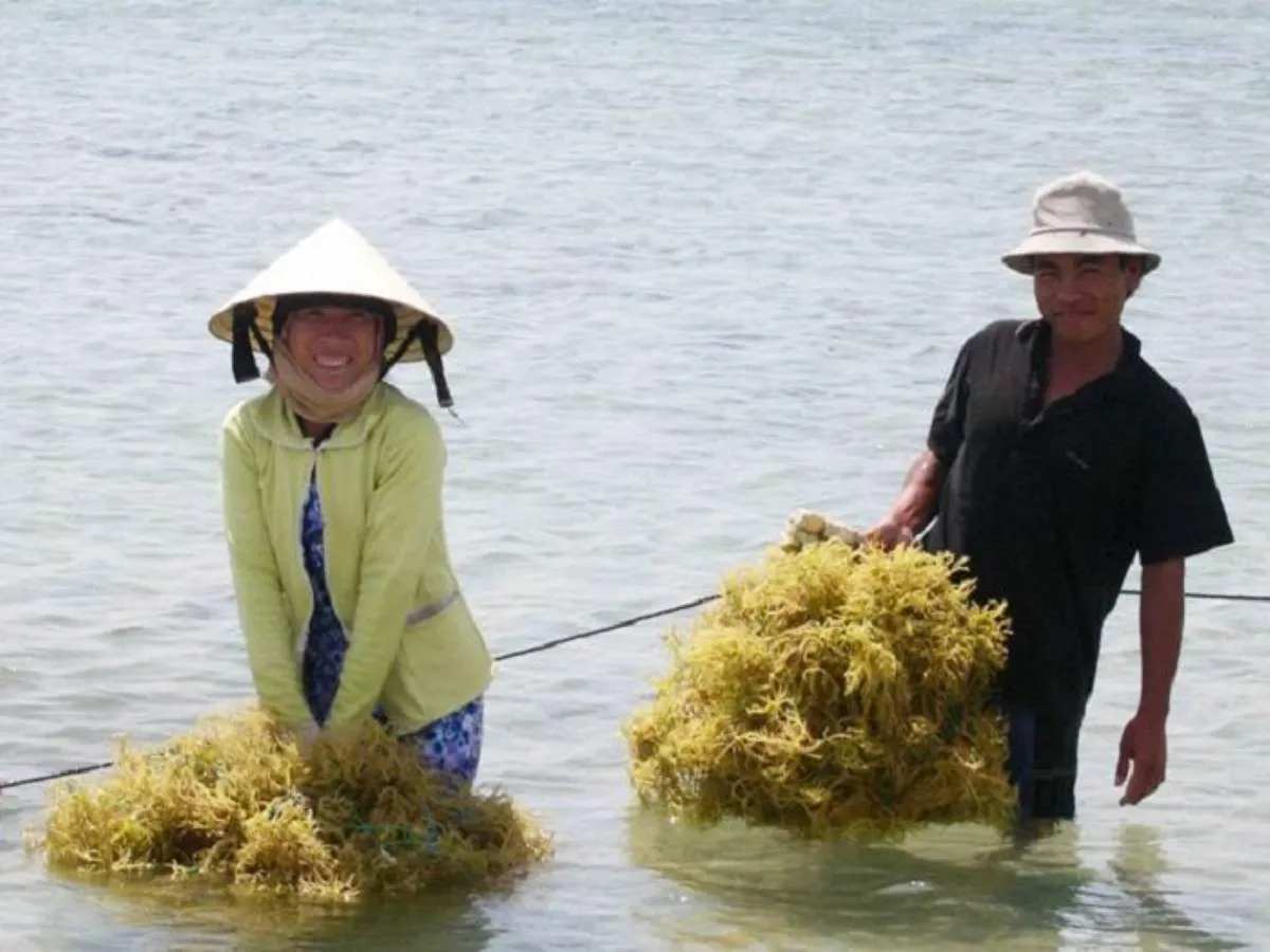 Rong sụn Ninh Thuận, món quà quý giá từ biển cả