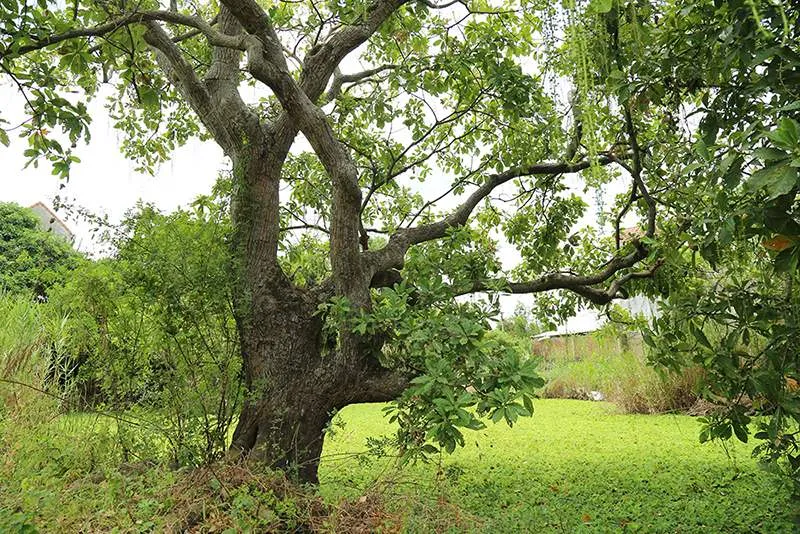 Rừng lộc vừng Quảng Bình, khu rừng quý với tuổi đời 400 năm