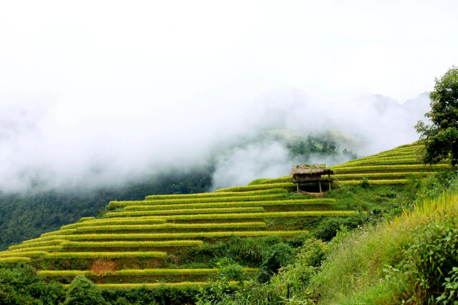 Ruộng bậc thang xã Chế Cu Nha đẹp tuyệt sắc mỗi khi mùa vàng gõ cửa