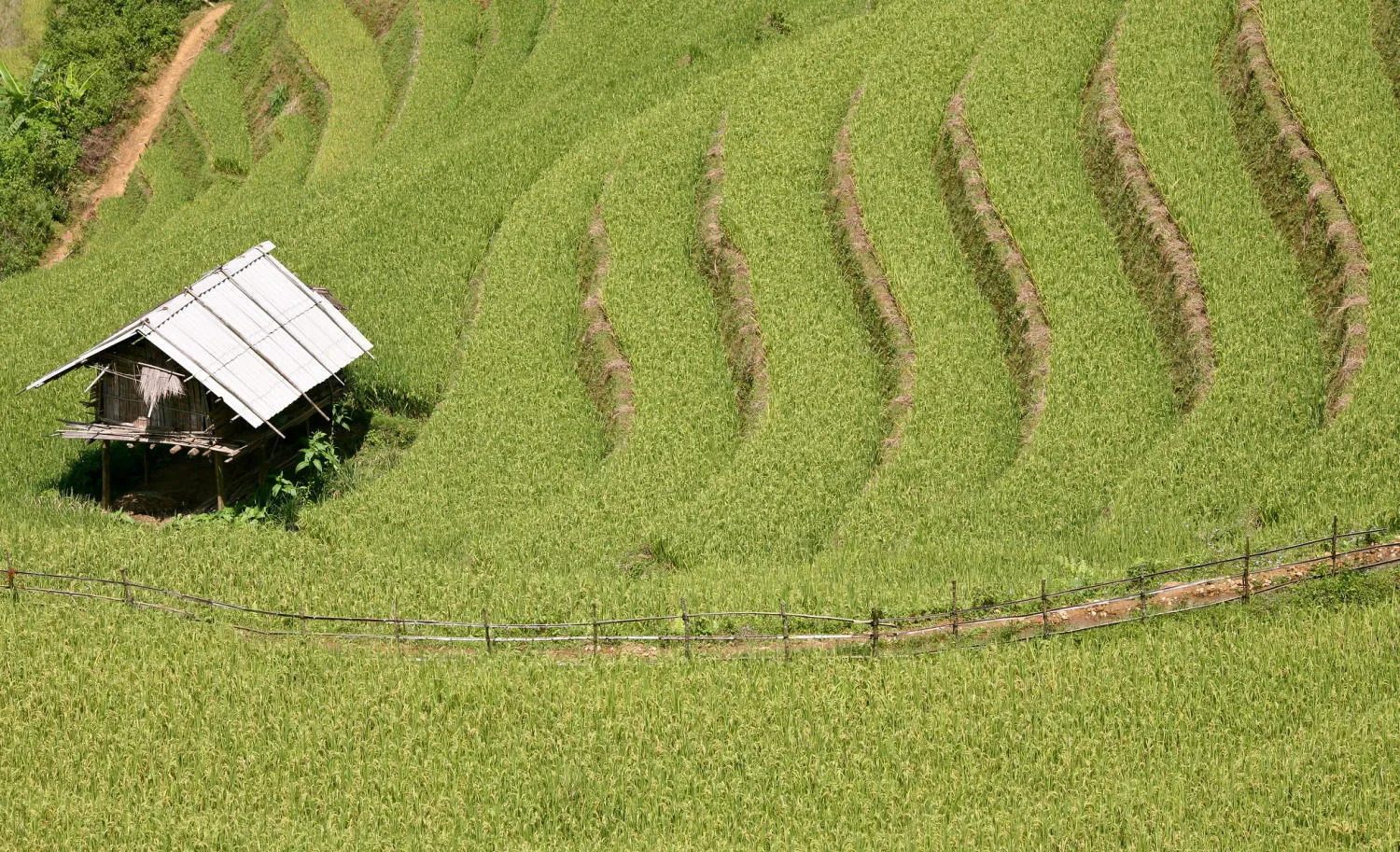 Ruộng bậc thang xã Chế Cu Nha đẹp tuyệt sắc mỗi khi mùa vàng gõ cửa