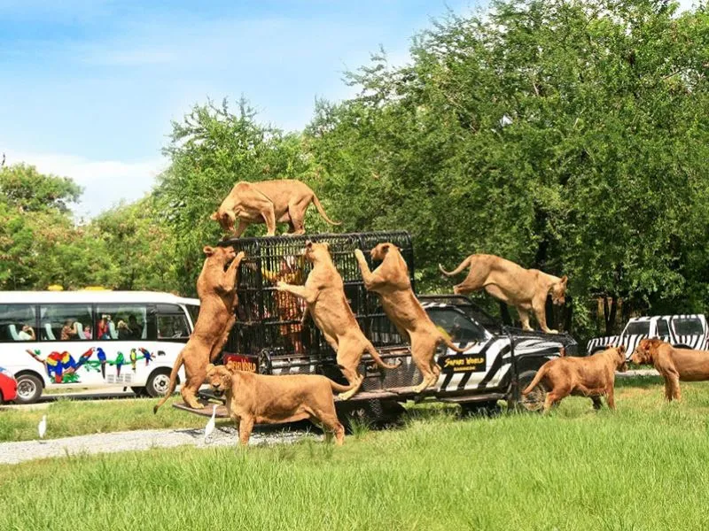 Safari Quy Nhơn, sở thú ngoài trời cực ‘hot’ cùng hàng ngàn động vật đáng yêu