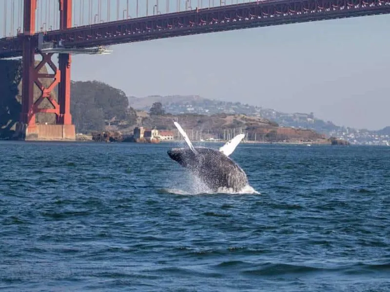 San Francisco, hành trình chạm đến văn hóa và lịch sử nước Mỹ