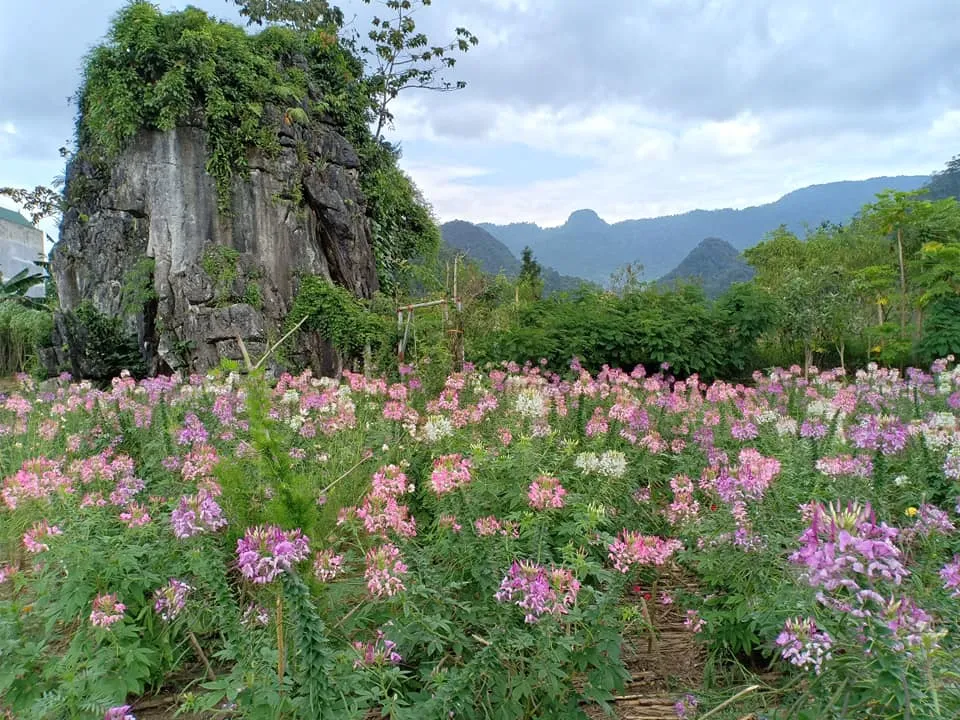 Săn mùa hoa tam giác mạc ở Thạch Sơn Thần Hà Giang kỳ bí