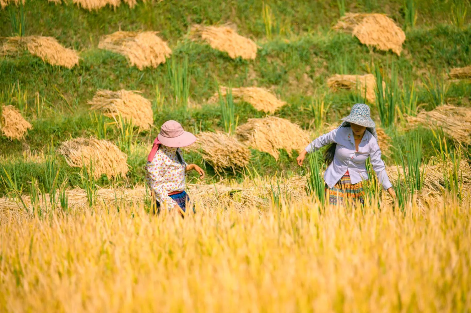 Săn Mùa vàng Y Tý cùng kẻ độc hành Bùi Ngọc Công