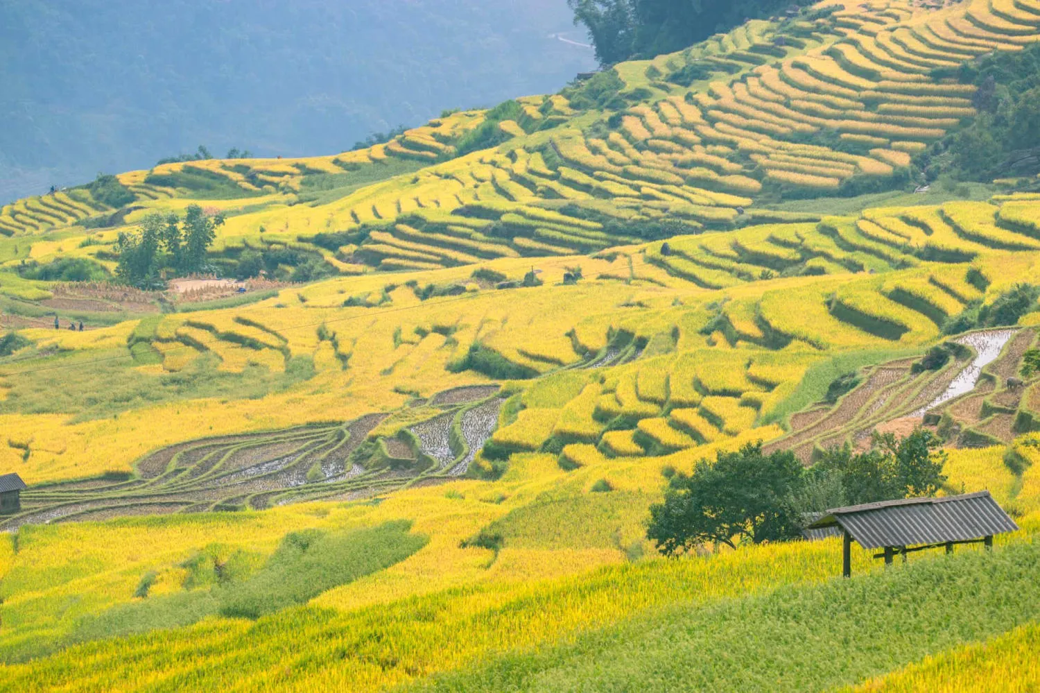 Săn Mùa vàng Y Tý cùng kẻ độc hành Bùi Ngọc Công