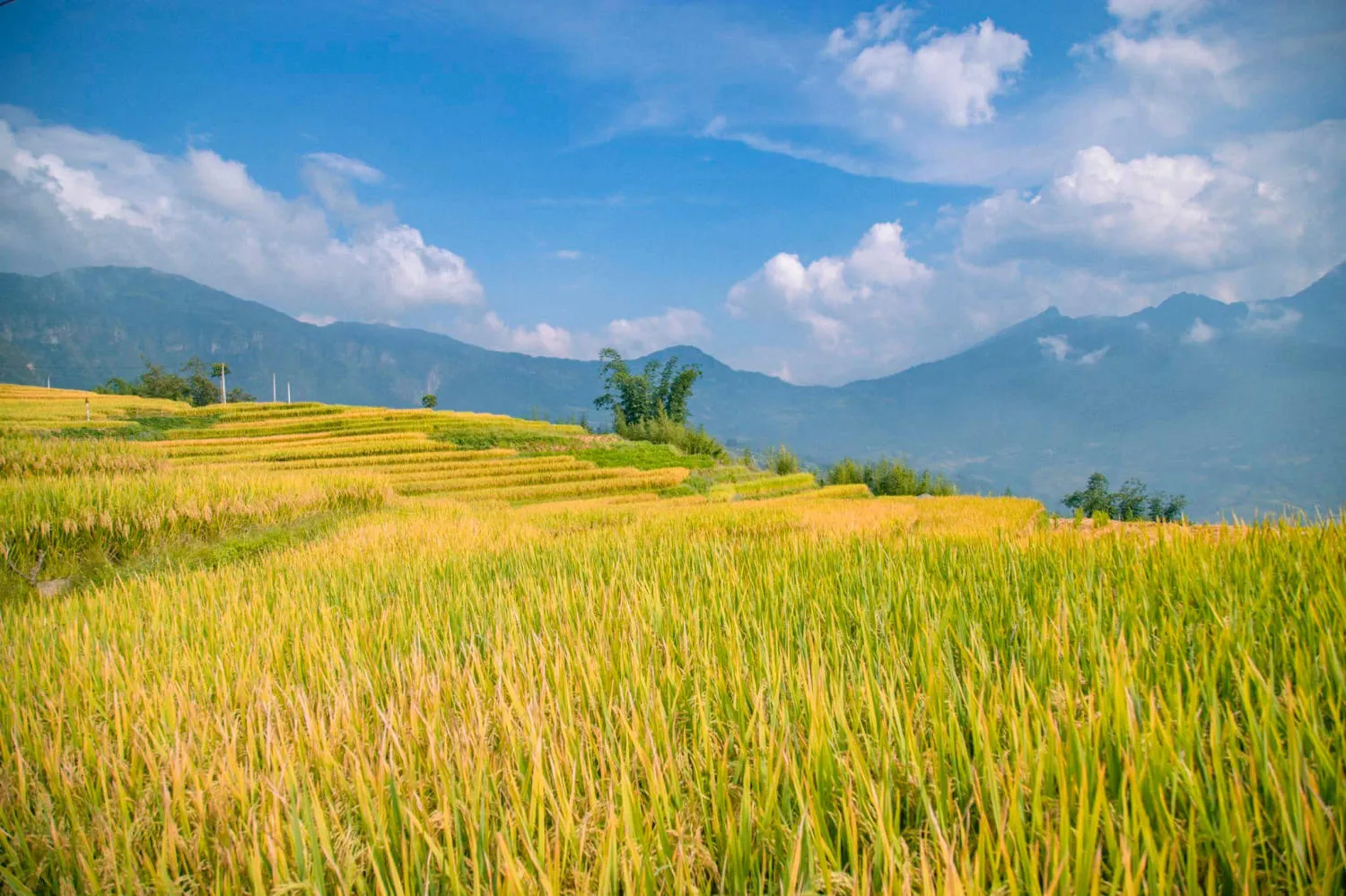 Săn Mùa vàng Y Tý cùng kẻ độc hành Bùi Ngọc Công