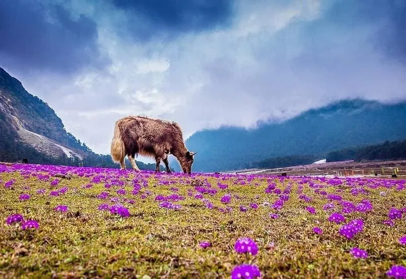 Sikkim viên ngọc ẩn bên những tu viện linh thiêng của Ấn Độ